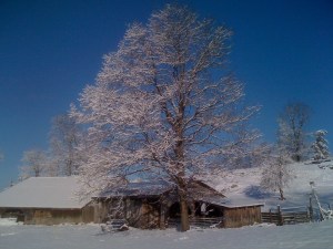 Small Barn, Big Hickory