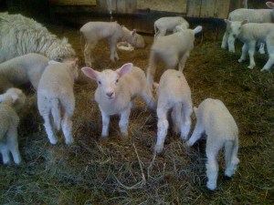 Week Old Lambs