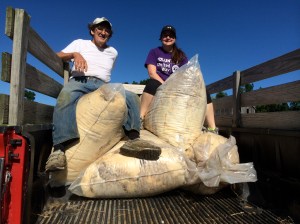 Megan and Don load the fleeces for the Wool Pool