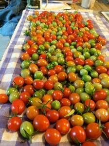 Volunteer Tomatoes
