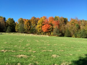 Autumn Color: the old sugarbush