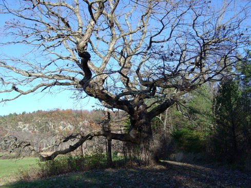 Wolf Oak